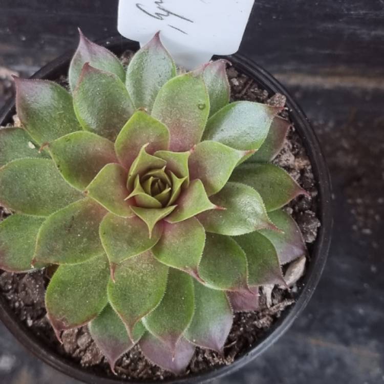 Plant image Sempervivum Marland Beauty