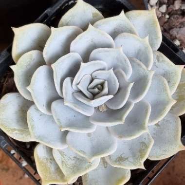 Echeveria Lilacina