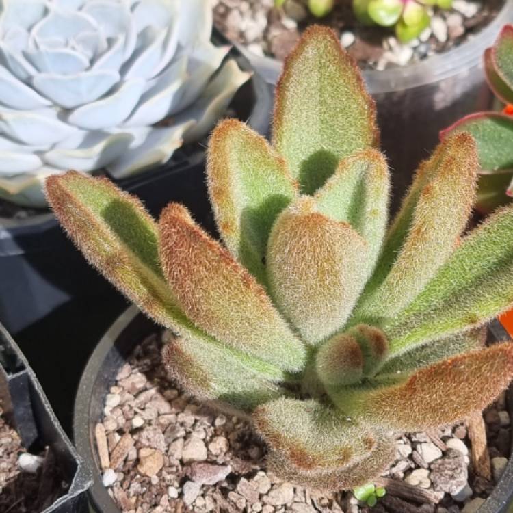 plant image 1519659