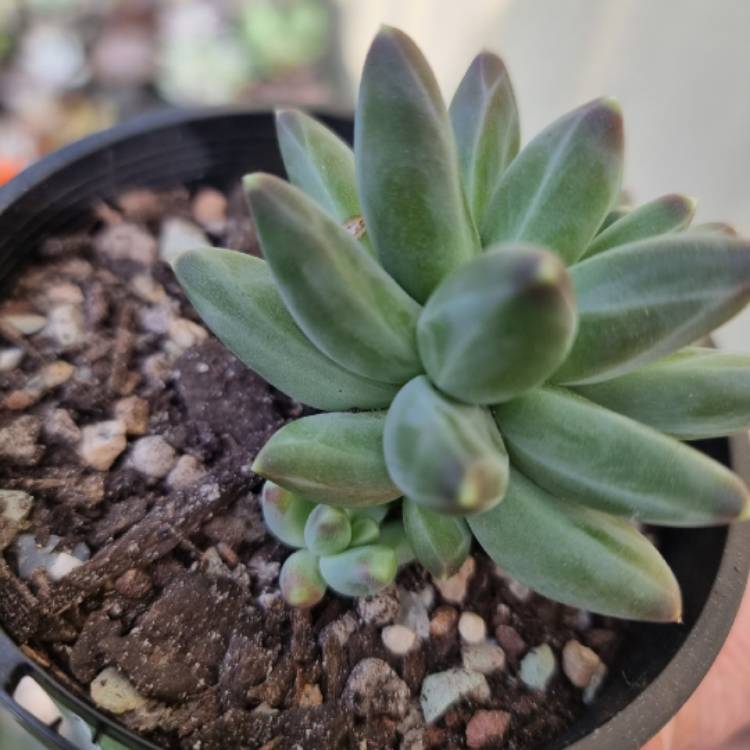 plant image 1519700
