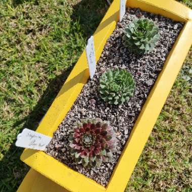 Sempervivum
