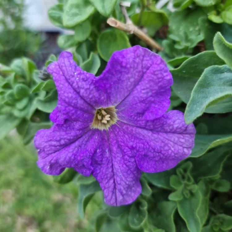 plant image 1521325 plant image 1521325