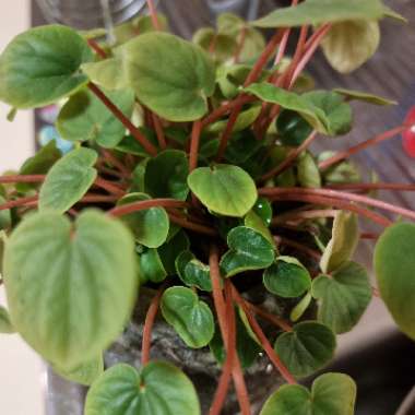 Peperomia caperata 'Emerald Ripple'