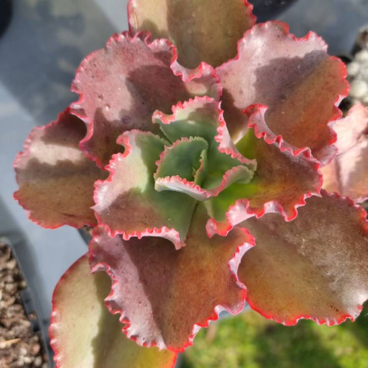 plant image 1522457