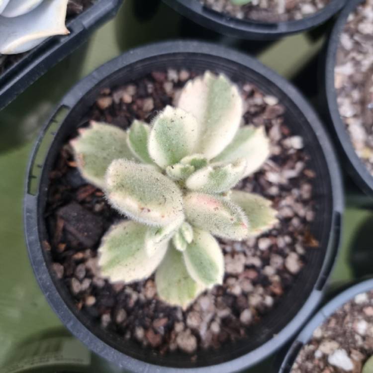 Plant image Cotyledon tomentosa Variegata