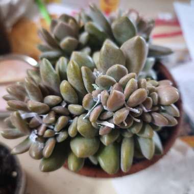 x Pachyveria Elaine Cristata
