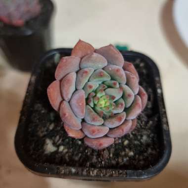 Echeveria Gusto