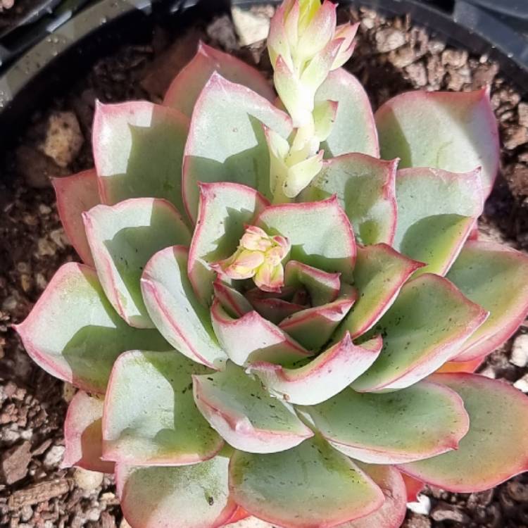 Plant image Echeveria 'Moon Godess'