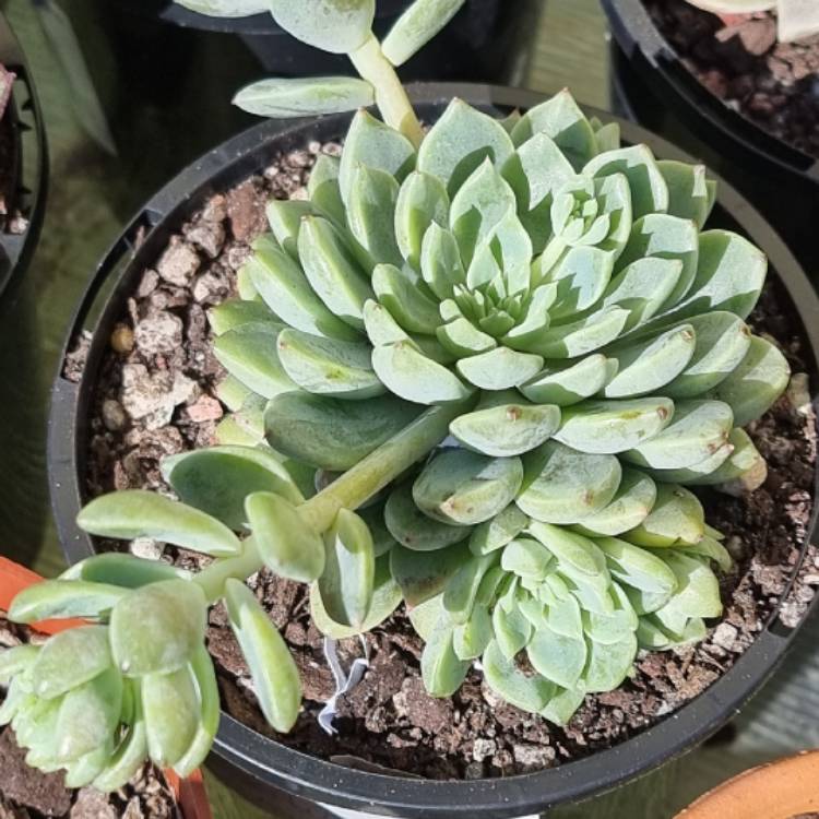 Plant image Echeveria Mebina x xGraptoveria Silverstar
