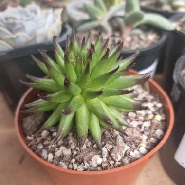 Sempervivum Pittoni