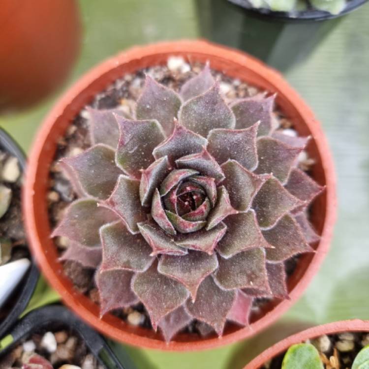 plant image 1526731