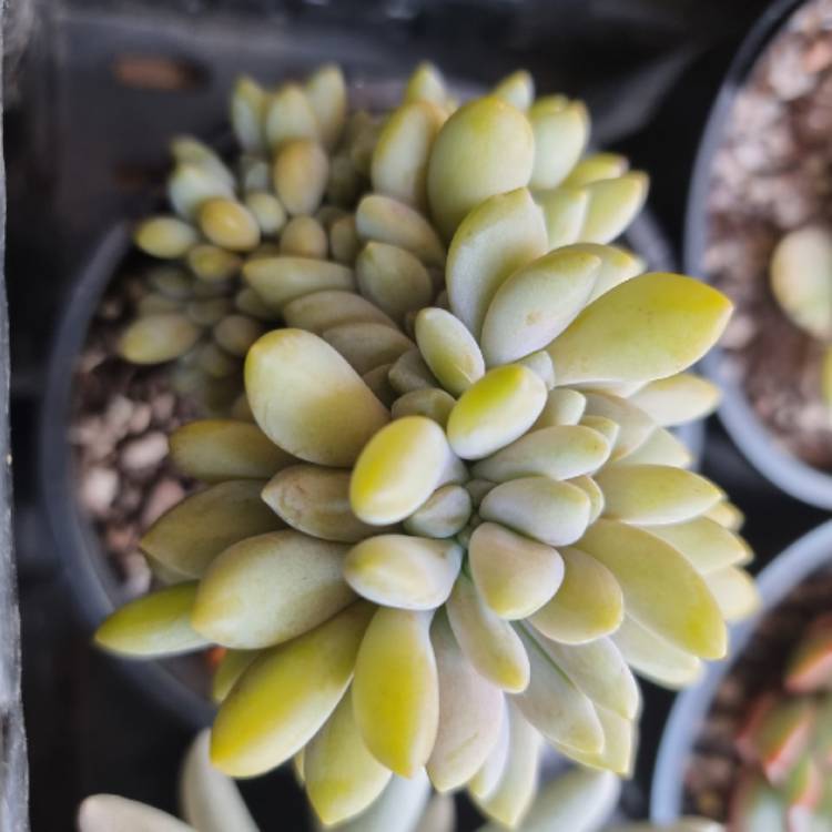 plant image 1528106