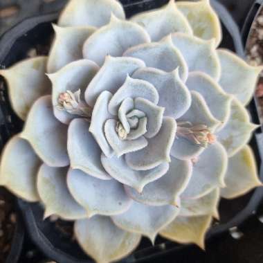 Echeveria Lilacina