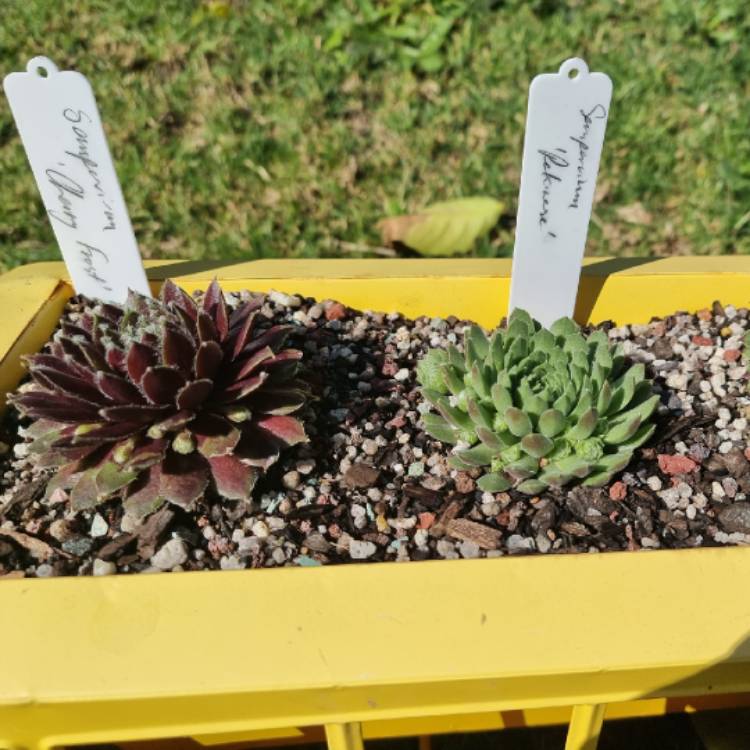 plant image 1530583