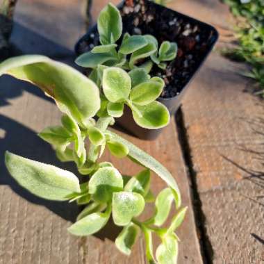 Aptenia cordifolia Variegata