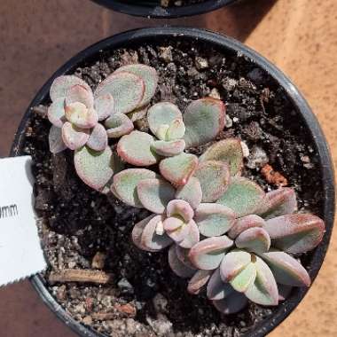 Echeveria Manaudes