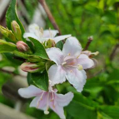 Weigela