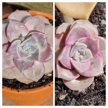 Graptopetalum Purple Delight syn. Graptopetalum Snow White
