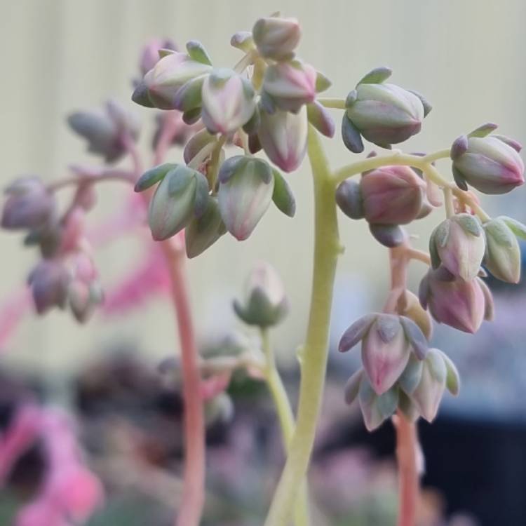 Plant image xGraptoveria Margaret Rose