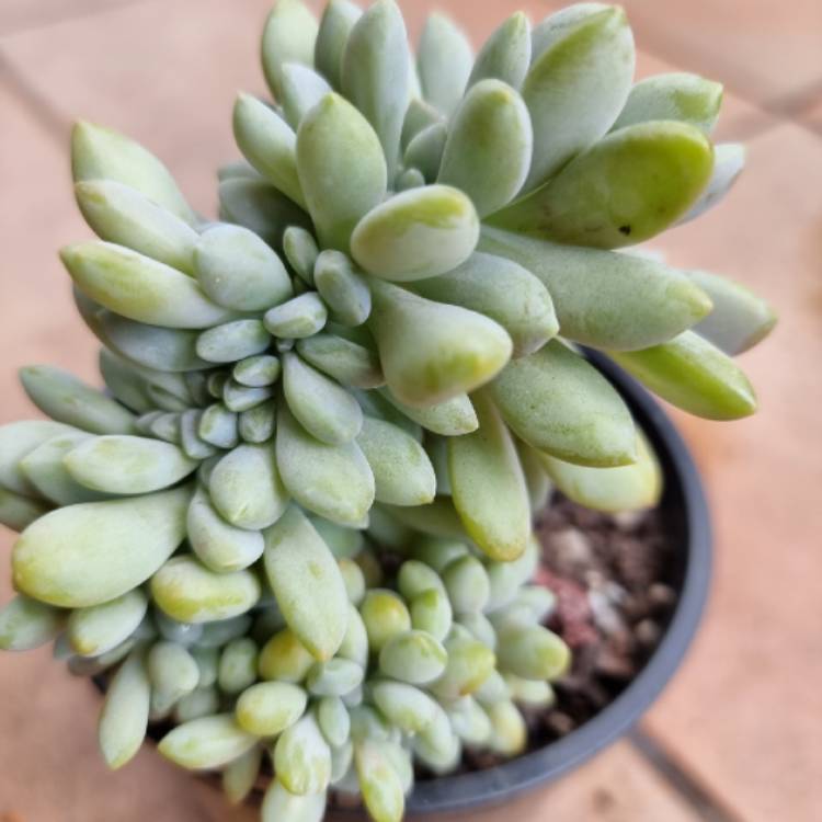 plant image 1533602