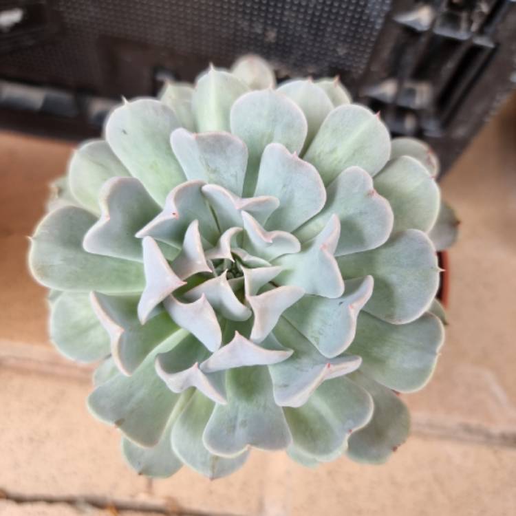 plant image 1533607