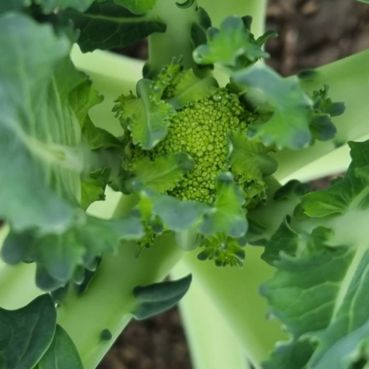 Plant image Brassica oleracea (Italica Group)