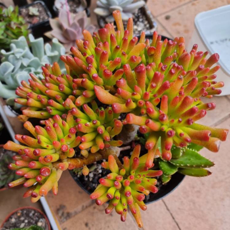 plant image 1534331 plant image 1534331