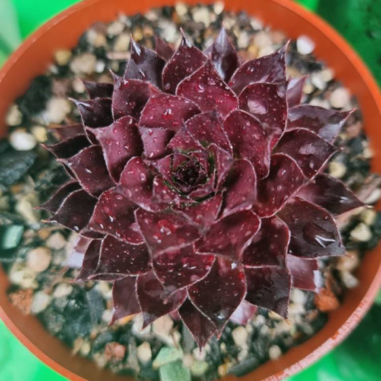 plant image 1536726