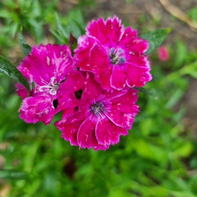 Plant image Dianthus chinensis x barbatus