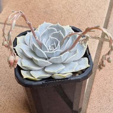 Echeveria Lilacina