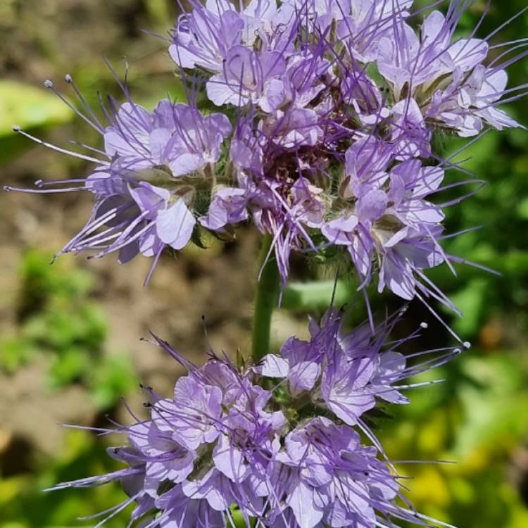 plant image 1539471 plant image 1539471