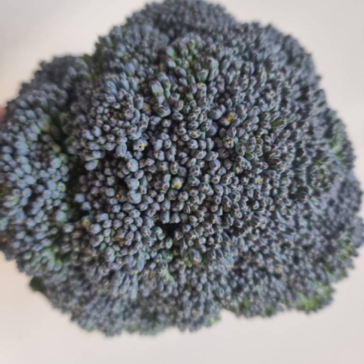 Plant image Brassica oleracea (Italica Group)
