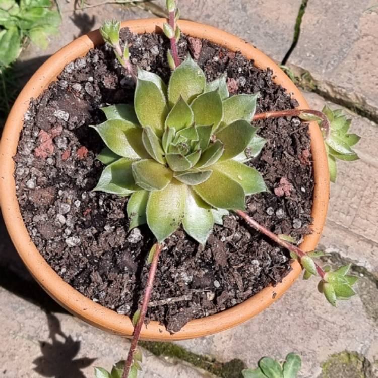 plant image 1542565