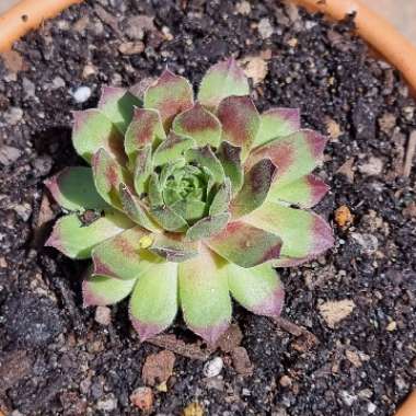 Sempervivum Red King