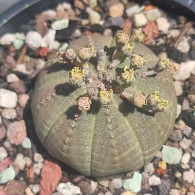 Euphorbia Obesa