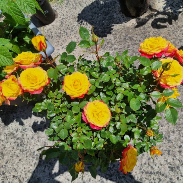 plant image 1544626 plant image 1544626