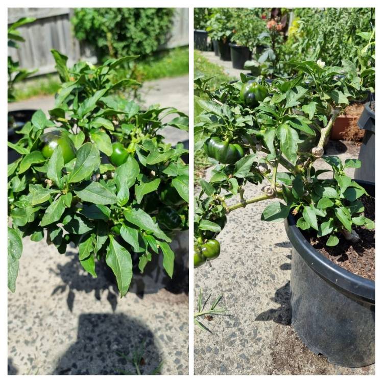 plant image 1552103