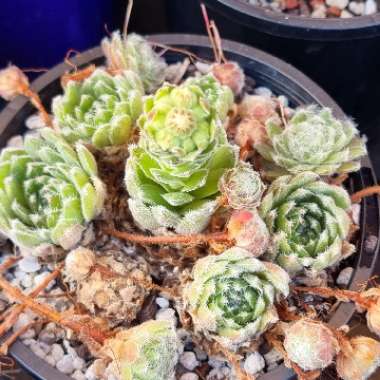 Sempervivum Icicle