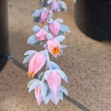 Echeveria Exotic