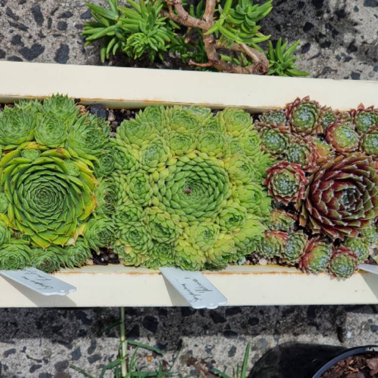 plant image 1555490