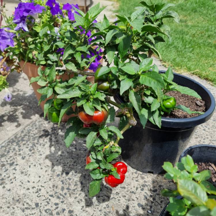 plant image 1555493
