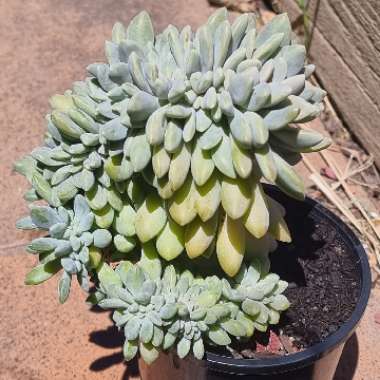 x Pachyveria Clavifolia Cristata