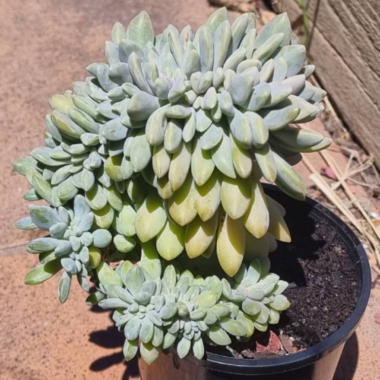 Plant image x Pachyveria Clavifolia Cristata
