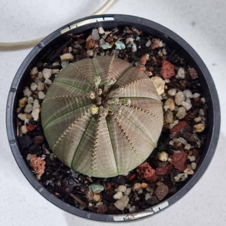 plant image 1638230
