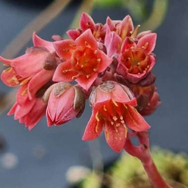 x Pachyveria Clavifolia