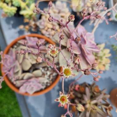 Graptopetalum Purple Delight syn. Graptopetalum Snow White