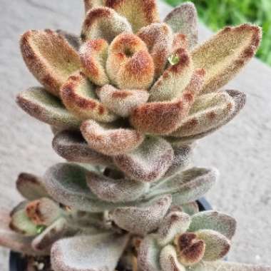 Kalanchoe tomentosa 'Teddy Bear'