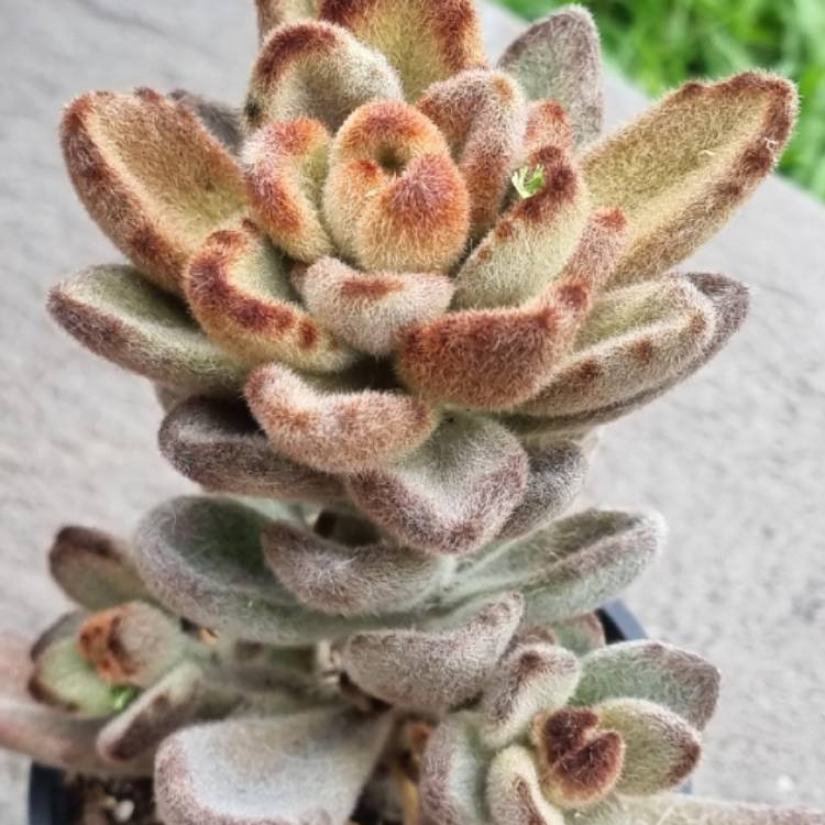 plant image 1638673