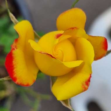 Rosa (Species)
