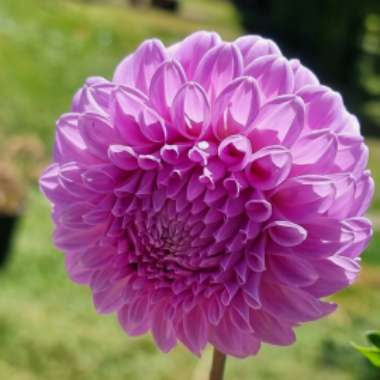 Dahlia